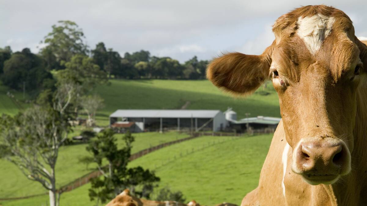 Go straight to the source at the Maleny Cheese Co. Picture: Supplied