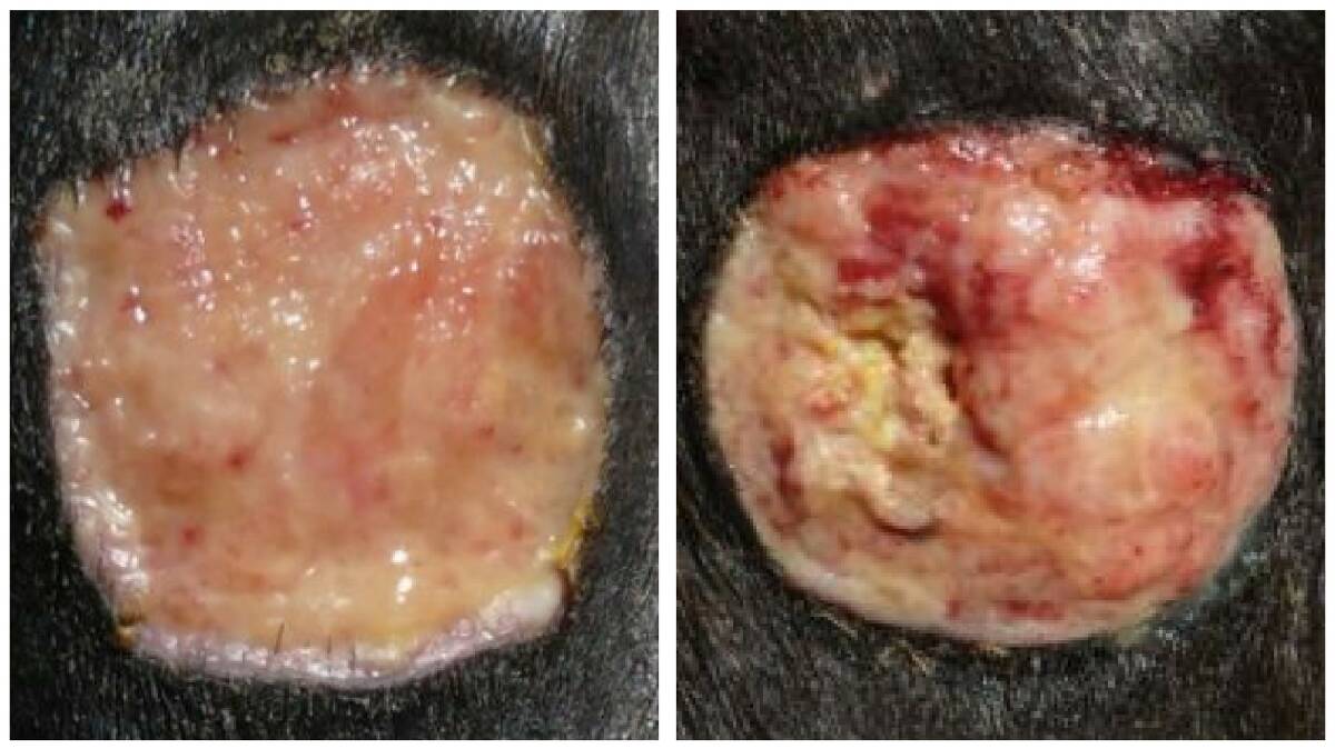The wound (left) on a horse's leg was treated with manuka honey for seven days. The other image (right) was treated with sterile saline daily, and the results were very different. Photos: Andrew Dart