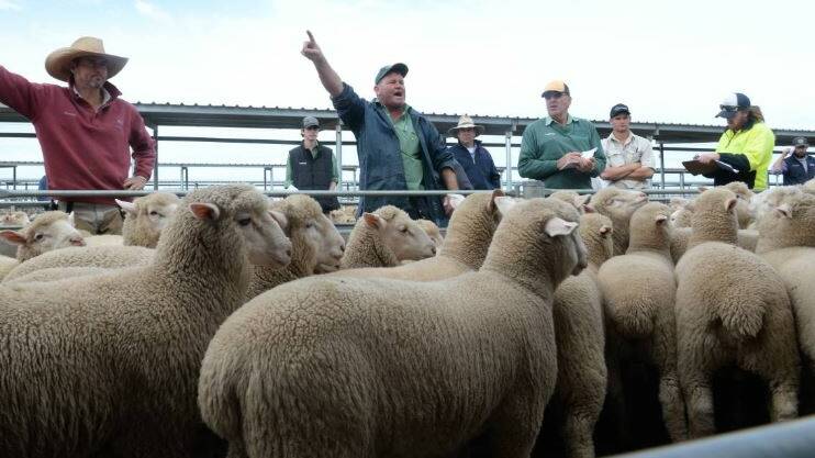 Numbers up at sheep sale
