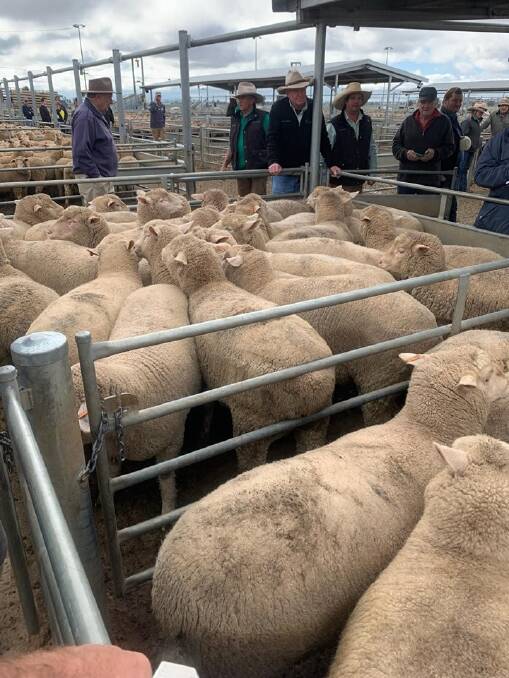 The lamb price record fell again at the Forbes Livestock Exchange this week with a top price of $344 a head for a pen of 25 lambs.