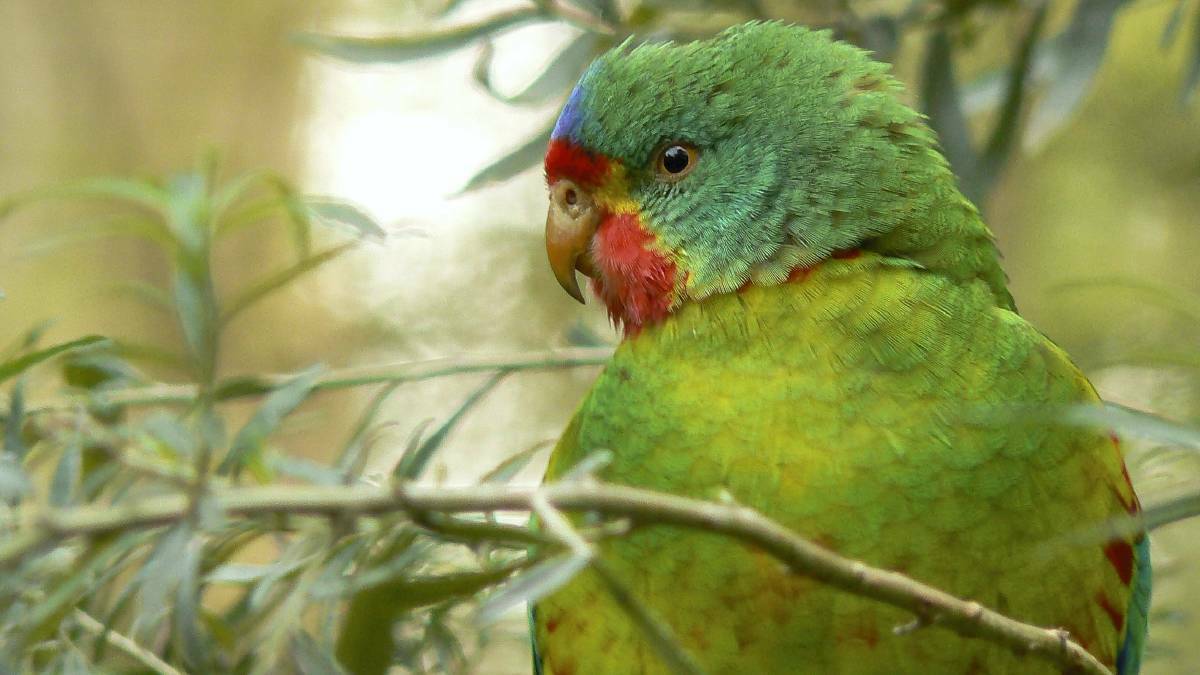 'Last chance' to protect almost extinct Swift Parrot