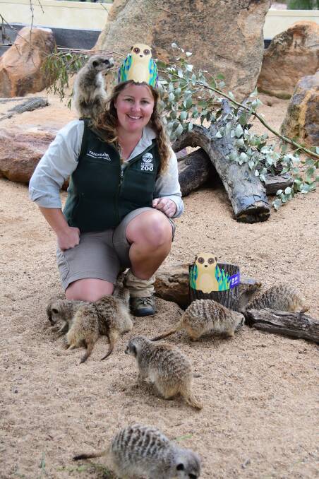 SPECIAL SPECIES: Taronga Western Plains Zoo meerkat keeper Karen Ellis celebrates World Meerkat Day. Photo: BELINDA SOOLE. 