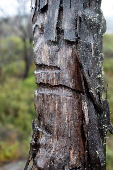 A dead snow gum showing clear evidence of the phoracantha beetle's damage. Picture: Kate Matthews 