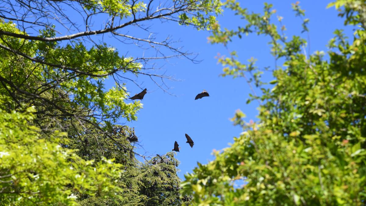Bats spotted near the Wirraburra Walkway. Picture by Carla Freedman
