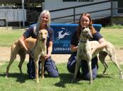 GRNSW's Greyhounds As Pets and the Norman Lindsay Gallery at Faulconbridge in the Blue Mountains, will host a unique adoption day on Sunday August 28. Photo: Supplied