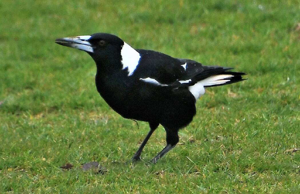 A magpie searches for food in Parkes. Photo: Jenny Kingham.