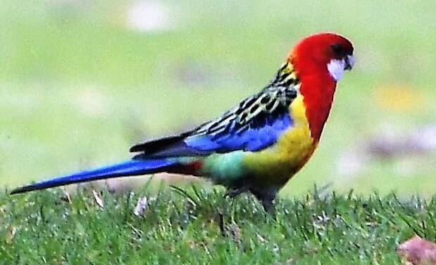 Pretty Eastern Rosellas are quite prominent around Parkes. Photo: Jenny Kingham.
