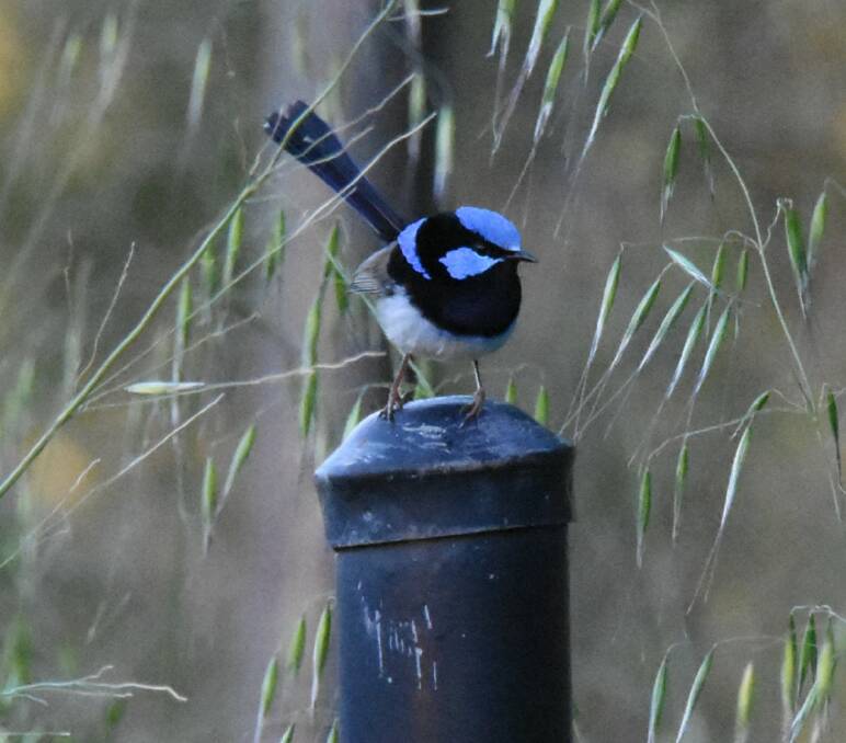 The electric blue of a Superb Fairy-wren can be spotted in a lot of areas around Parkes and Forbes. Photo: Renee Powell.