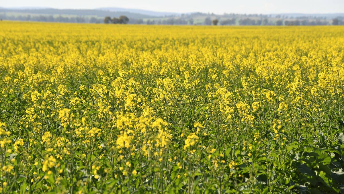 This Tichborne canola crop is expected to be part of a bumper yield. Photo: Jenny Kingham.