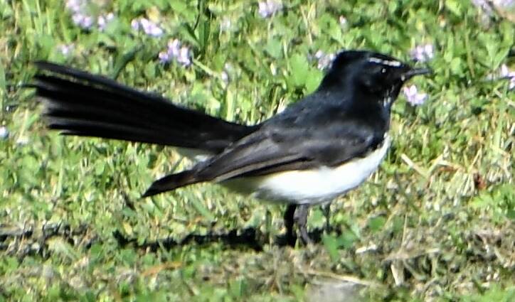 Willie Wagtails are some of the most common birds counted in Parkes. Photo: Jenny Kingham.