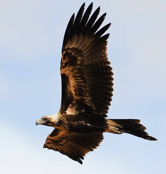 The majestic Wedge-tailed Eagle. Photo: Birdlife Australia.
