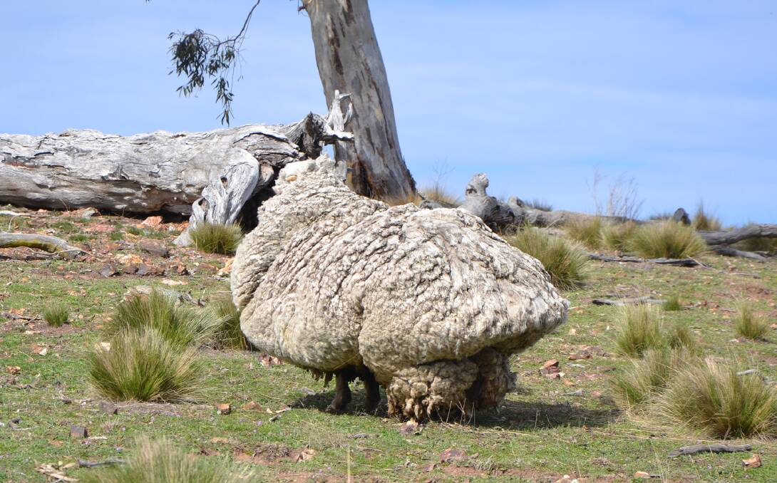 Chris the sheep on the day he was found. Picture: Supplied