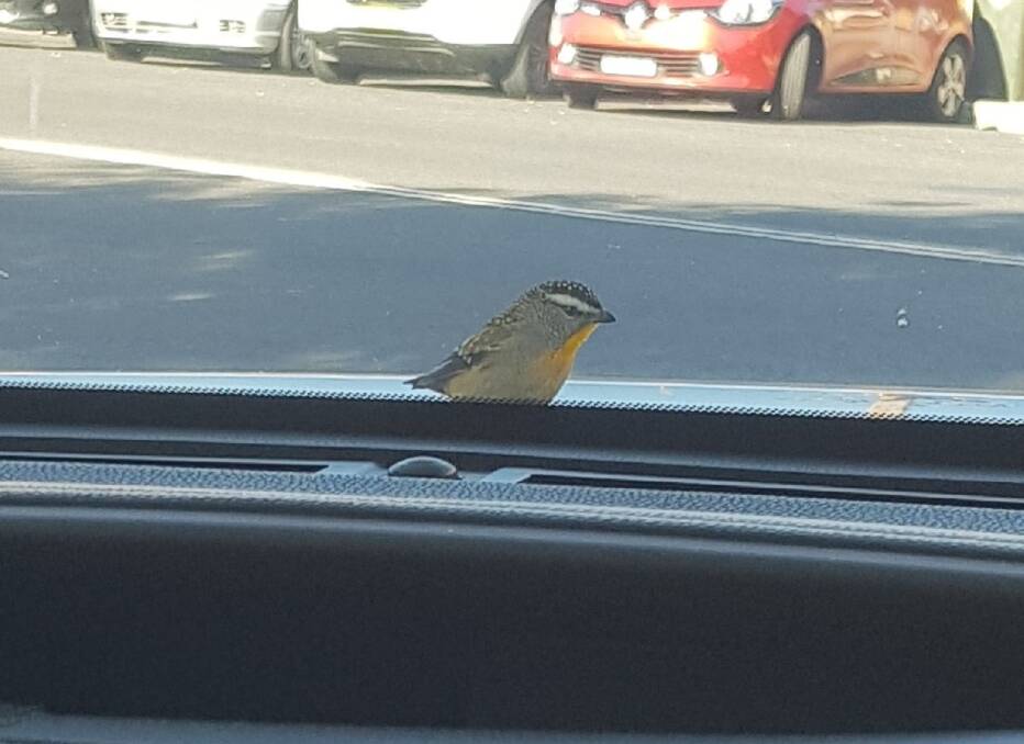The Aussie Backyard Bird Count starts this Sunday and is an activity for all ages. Pictured is a Spotted Pardalote that was recently checking Marg Applebee while working in her vehicle.