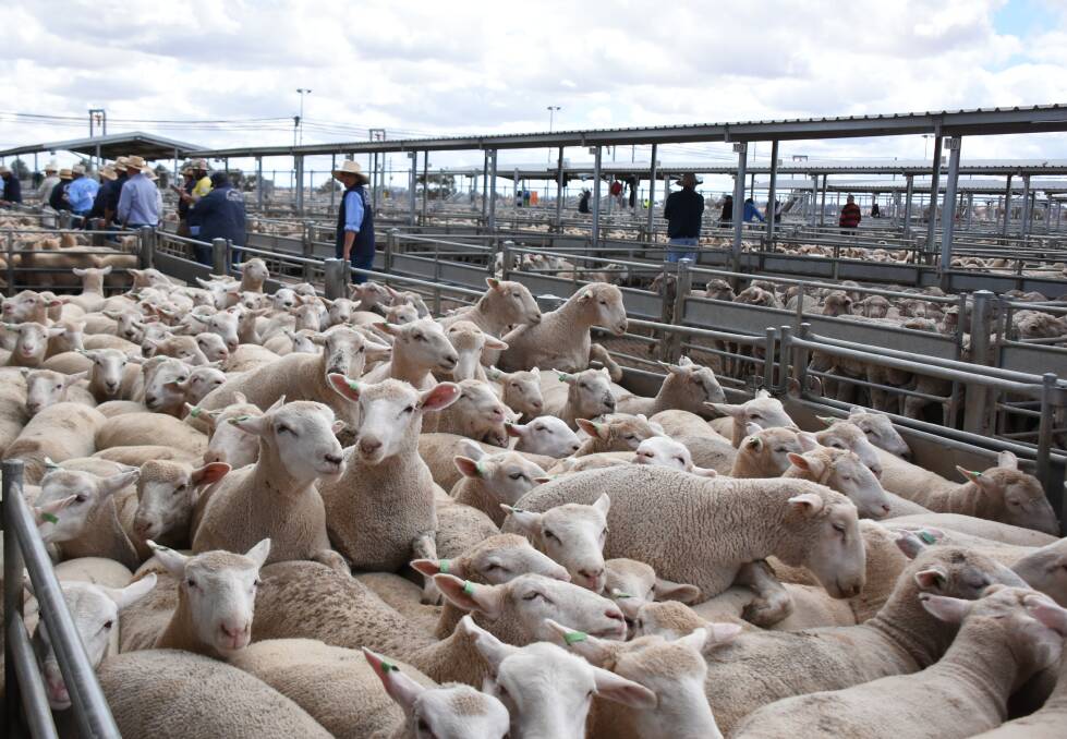 MARKETS: Lamb numbers were reduced at this at this week's sale but the store lambs that were on offer attracted strong competition. Photo: File