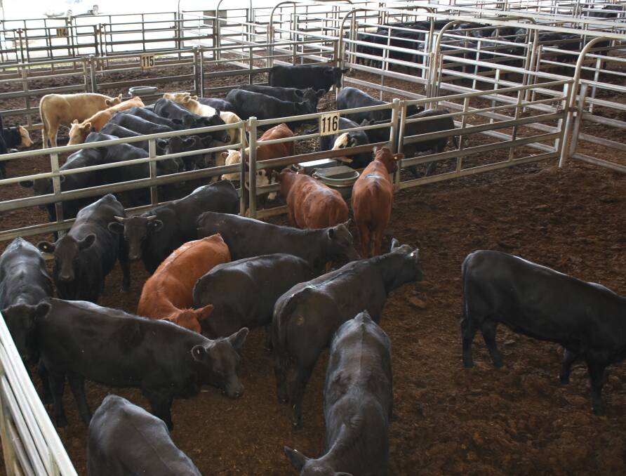 Numbers tripled at this week's cattle sale with a good selection of well bred cattle on offer. 