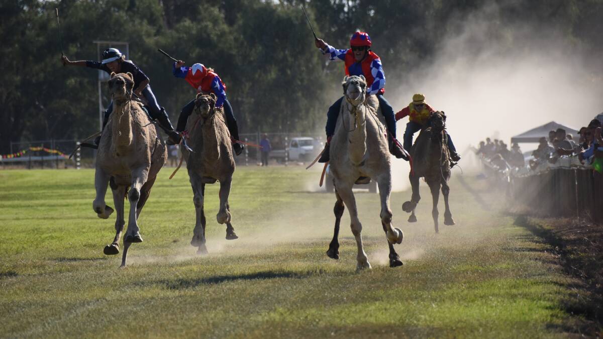 Camel racing traditionally draws crowds to Forbes on Good Friday.