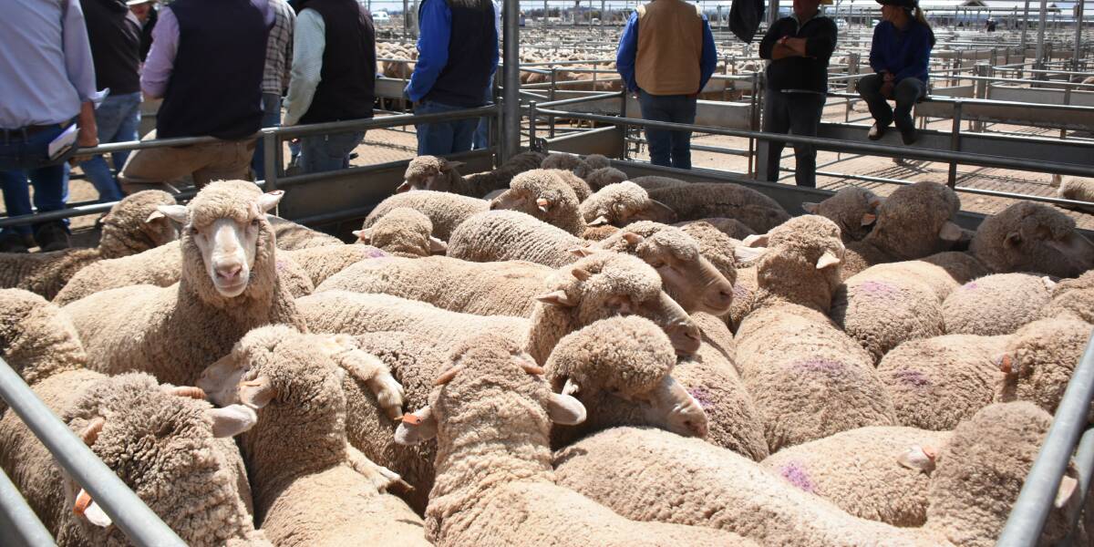Heavy lambs made up the majority of the yarding at Tuesday's 23,600-head sheep and lamb sale, according to this week's Meat and Livestock Australia reports. 