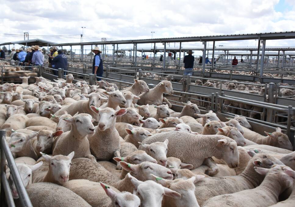 Numbers eased to 15,850 at Tuesday's lamb and sheep sale and the quality was good. There were plenty of heavy lambs, trade weights were limited as were the light store lambs. 