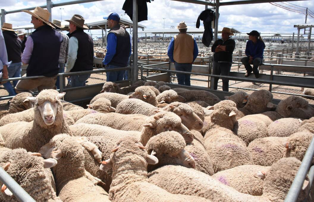 The quality and condition of the lambs varied with heavy and extra heavy weights well supplied at Tuesday's lamb and sheep sale. There was also a fair supply of plainer condition and secondary quality lambs. File photo.