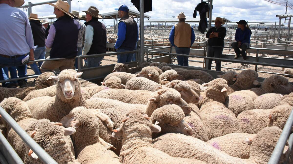 FINAL SALE: The final sheep and lamb sale for 2021 on Tuesday saw numbers fall slightly to 12900. Picture: File