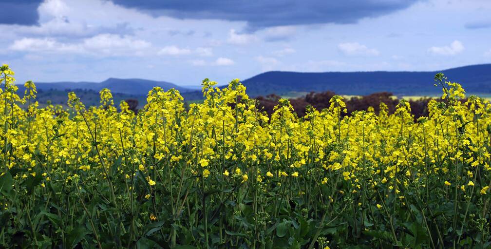 Canola growers have been invited to hear the results of five years of ground-breaking research. Photo Ken Apps.