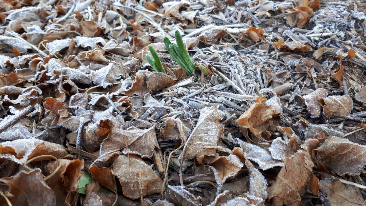 Anyone who has suffered the impact of frost on sensitive garden plants would know the devastation of the impact of frost. 