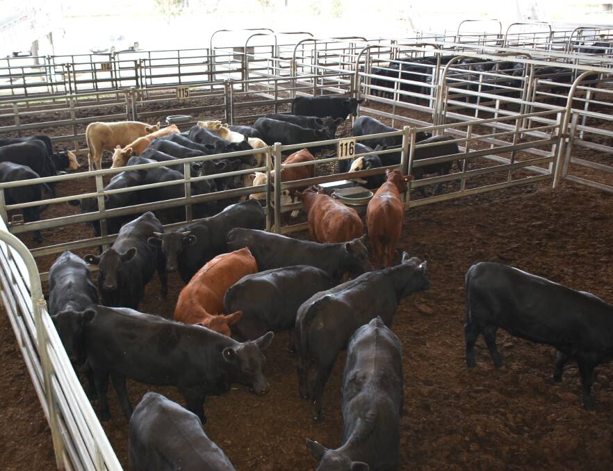 Numbers more than doubled at Monday's cattle sale and quality was mixed but fair. File photo.