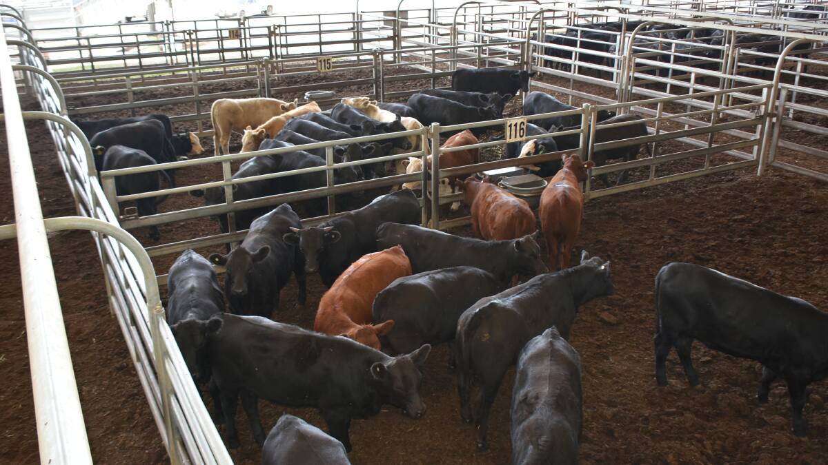 There were some excellent lines of well bred feeder cattle penned along with the plainer and secondary lines.The usual buyers were present and competing in a firm to dearer market. File photo.