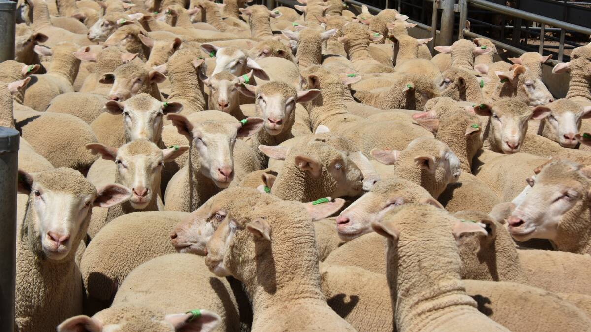 Numbers jumped sharply to 15,450 at last weeks lamb and sheep sale, while numbers dropped to 230 at last Monday's cattle sale.