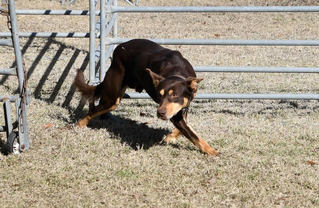 Parkes is set to welcome sheep dogs from all over the State for two big days of competition. File photo.