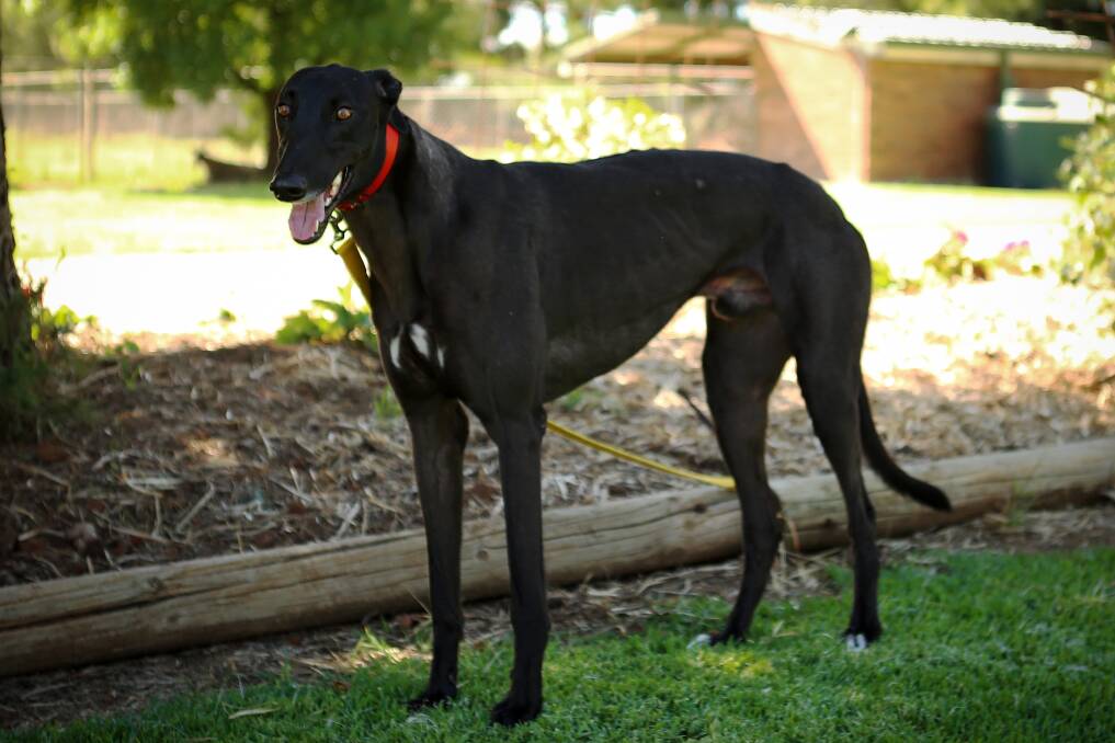 STAR: Jungle Deuce has claimed his first Grade One win, taking out the Paws of Thunder Final. Picture: SUSAN HERBERT.