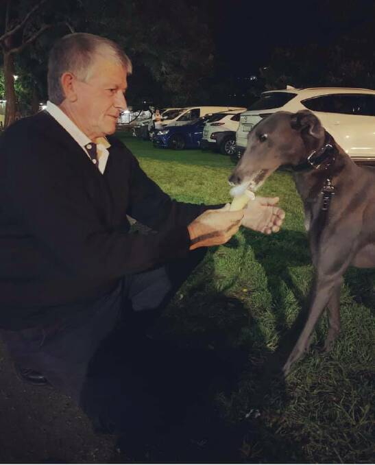 TREAT FOR THE WINNER: The Raymond Smith-trained Miss Ezmae enjoyed a nice ice cream after her win at Wentworth Park on Saturday. Picture: Irinka Kennels Facebook