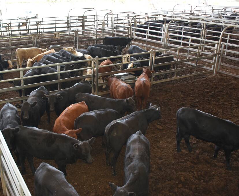 The first cattle sale for the year on Monday saw a very limited offering of cattle with 191 penned.
