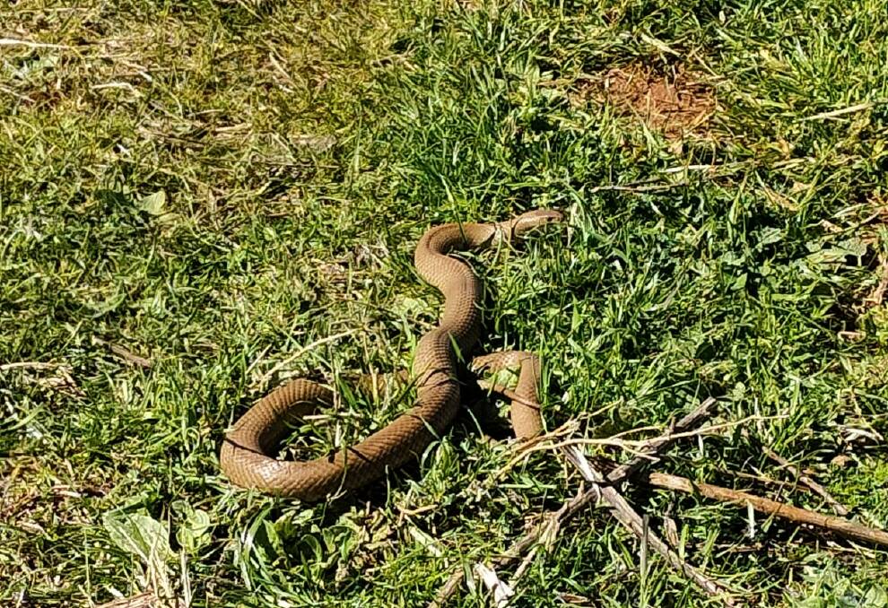 Snakes come out of winter lockdown | Forbes Advocate | Forbes, NSW