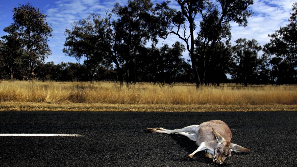Wildlife collisions cost drivers millions