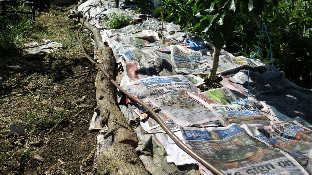 Layer the ground with a heavy matting of newspaper or cardboard. Photo: Hannah Moloney. 