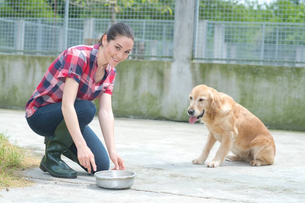 Local Hero: Your love of animals could make a real difference to their lives when you volunteer at your local dog or cat shelter, or native wildlife rescue centre. Photo: Supplied.