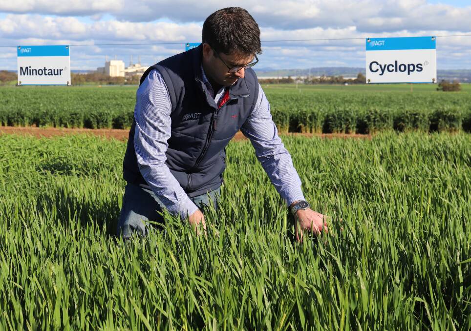 High performing: AGT's Paul Telfer checks out demo plots of new barley varieties Cyclops and Minotaur. Picture: Supplied