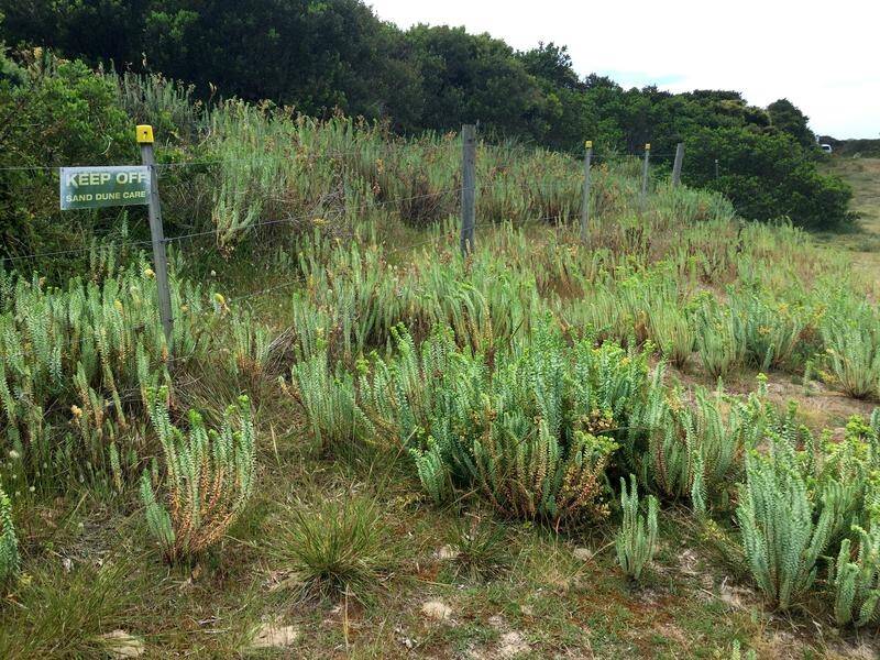 Australian scientists hope to combat the invasive Sea Spurge with its natural enemy, a fungus.