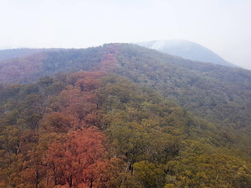 NSW has approved special measures to help protect Wollemi Pines from bushfires.