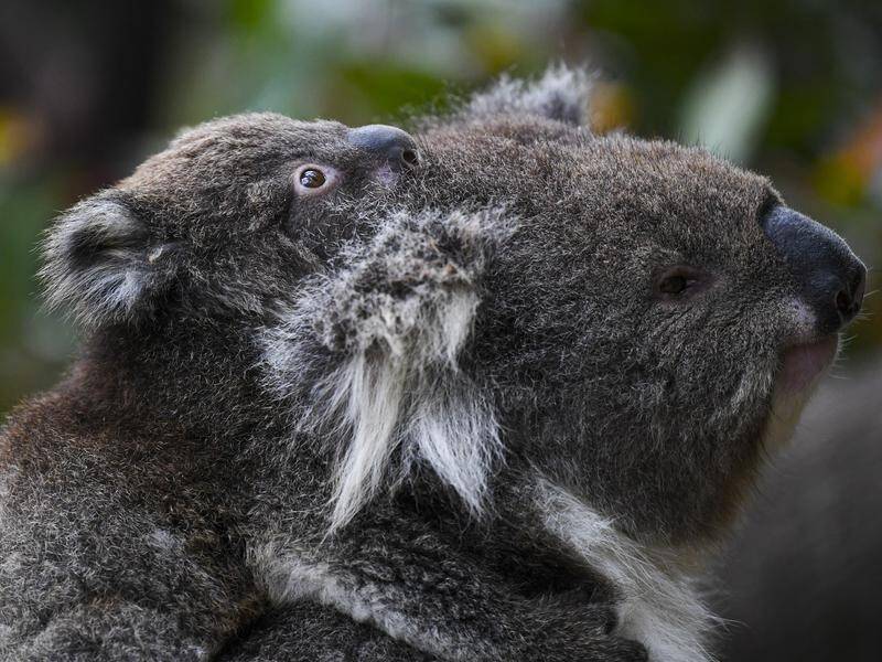 Koalas will be listed as an endangered species in NSW, Queensland and ACT.