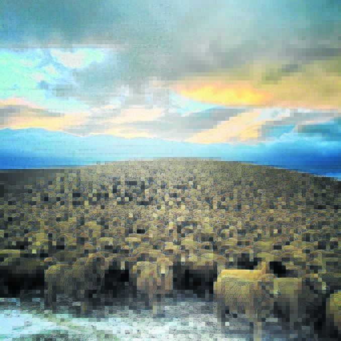Just one of the striking images that have been shared by using the hashtag #thankafarmerforyournextmeal. This image was sent in by @erinblair4 and it shows sheep from Haka Valley, New Zealand. 