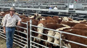 Michael Green, Nimmitabel, sold 20 Kaludah-blood Hereford steers weighing 330kg for $900 a head at Cooma on Wednesday.