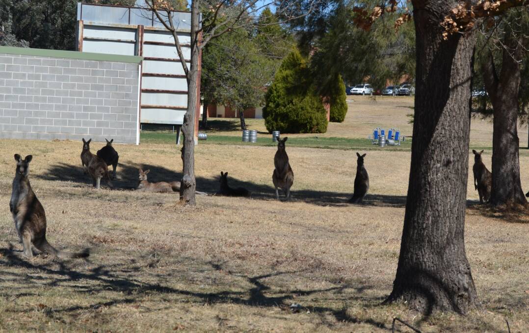 CITY LIFE: The number of kangaroos have increased at Charles Sturt University's Bathurst campus. Photo: MURRAY NICHOLLS 091319nmroos1