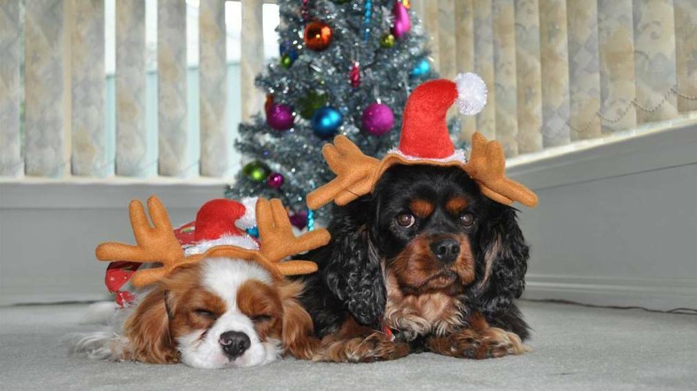 Take care of your four-legged best friend this Christmas